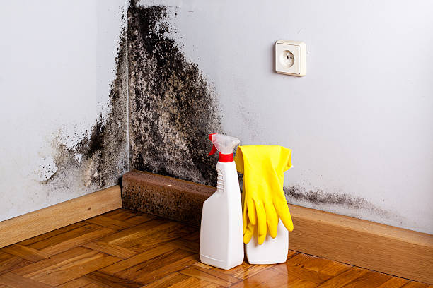Best HVAC Mold Remediation in Headland, AL