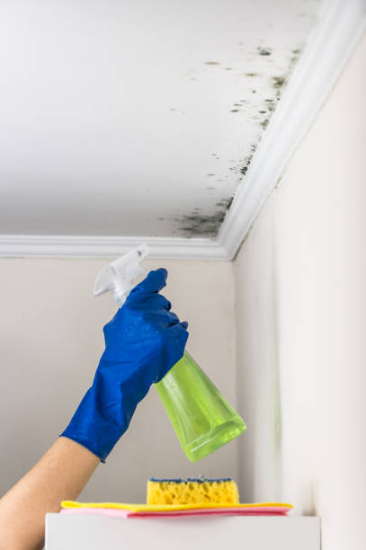Best Post-Flood Mold Remediation in Headland, AL